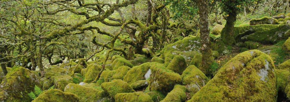 Wistman's Wood in Dartmoor